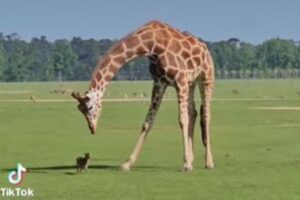 巨大なキリンが、小さなシカの子供に興味津々【動画】