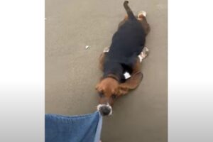 歩くのに疲れた？引きずられていくワンコ、アザラシみたいになる【動画】