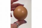 10億分の1の確率、完全なる球体の卵を発見、高値で取引される可能性