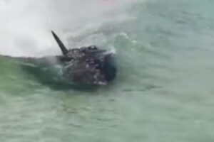 浅瀬に侵入してきた大きな魚、人々がサメだと思い避難【マルタ】