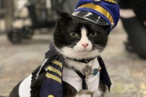 米の空港で「癒し係」のニャンコがデビュー、飛行機で緊張する乗客のため