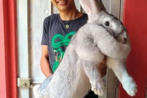 メキシコの学生が育てるウサギが、あまりにも巨大すぎる！