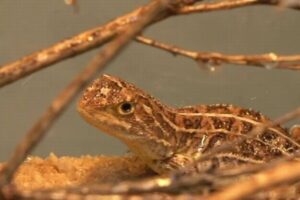 約50年前に姿を消したトカゲ、絶滅が危惧されるも再び発見【オーストラリア】