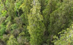 アジアで最も背の高いイトスギの木を発見、高さは102m【チベット】