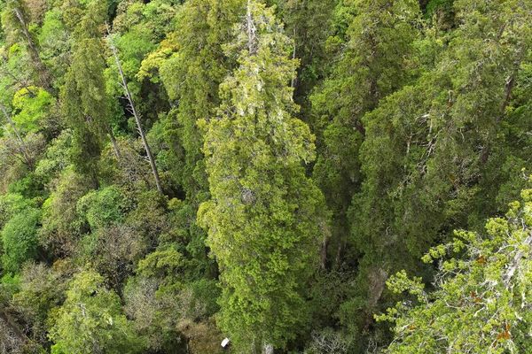 アジアで最も背の高いイトスギの木を発見、高さは102m【チベット】