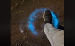 地面を踏むと青い光を放つ、生物発光現象が面白い【動画】