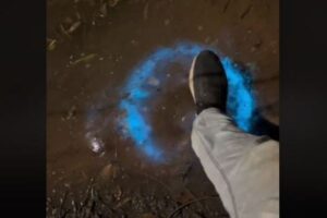 地面を踏むと青い光を放つ、生物発光現象が面白い【動画】