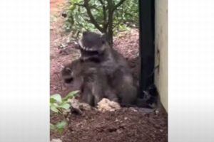 壁の内側に残されたアライグマの子供、優しい女性のおかげで母親と再会