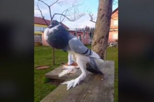 足が長く、胸も膨らんでいる異様なハト、投稿された動画にユーザーも驚愕