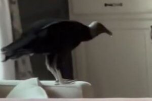 家に帰ってきたら部屋にハゲワシ！住民もびっくり【動画】