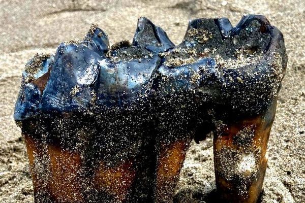 カリフォルニア州の海岸で、マストドンの大きな歯を発見