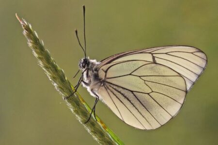 90年以上も姿を消していた珍しい蝶、再びイギリスで姿を現わす
