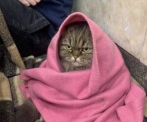ミサイル攻撃に激怒？ウクライナの地下鉄に避難した猫に注目を集まる