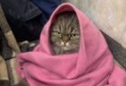 ミサイル攻撃に激怒？ウクライナの地下鉄に避難した猫に注目を集まる