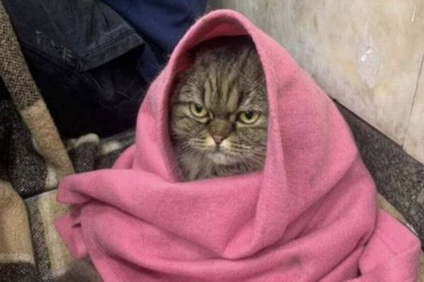 ミサイル攻撃に激怒？ウクライナの地下鉄に避難した猫に注目を集まる