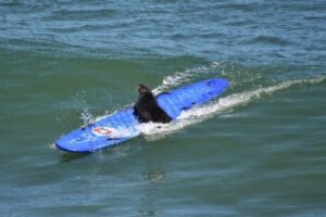 サーフィンの大会にラッコが出現、複数のボードを占拠して品定め【動画】