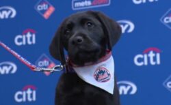 MLBのニューヨーク・メッツに可愛い介助犬、1年間チームと一緒に活動