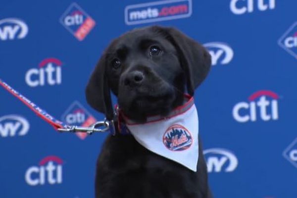 MLBのニューヨーク・メッツに可愛い介助犬、1年間チームと一緒に活動
