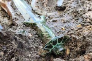 ドイツで3000年以上前の銅剣を発見、保存状態が良く光沢を放つ