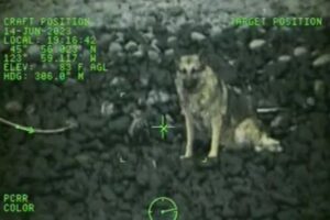 高さ90mの崖から落ちたワンコ、沿岸警備隊に奇跡的に救助される