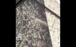 ネバダ州の町に「モルモン・コオロギ」が大量発生、地面や壁を覆いつくす【動画】