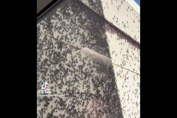 ネバダ州の町に「モルモン・コオロギ」が大量発生、地面や壁を覆いつくす【動画】