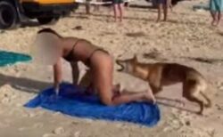 日光浴をしていた女性が、ディンゴにお尻を噛まれる【オーストラリア】