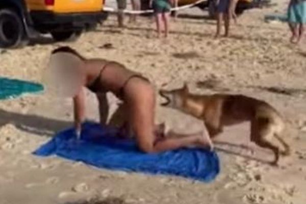 日光浴をしていた女性が、ディンゴにお尻を噛まれる【オーストラリア】