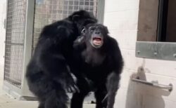 29年間、研究室に閉じ込められていたチンパンジー、初めて自ら外へ出る【動画】