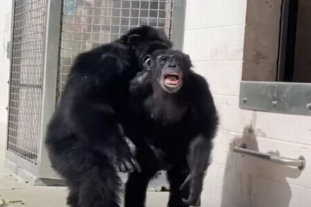 29年間、研究室に閉じ込められていたチンパンジー、初めて自ら外へ出る【動画】