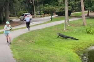 池からぬ～っと現れ、素早く移動するワニ、釣り人が危機一髪【動画】