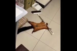 箒が倒れて殺された？死んだふりをするムササビの動画が話題に
