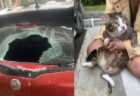 地上6階から落ちた猫、車のガラスを突き破るも無傷、レントゲンでも異常なし