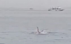 エジプトの海で遊泳客がサメに殺され、現場映像が拡散中【閲覧注意】