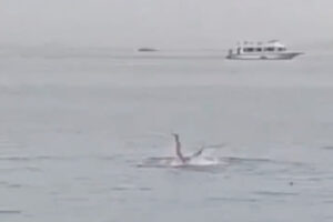 エジプトの海で遊泳客がサメに殺され、現場映像が拡散中【閲覧注意】