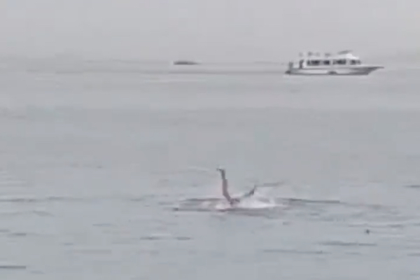エジプトの海で遊泳客がサメに殺され、現場映像が拡散中【閲覧注意】