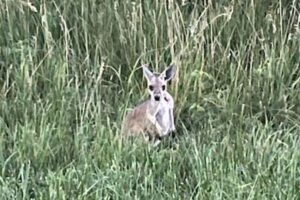 アメリカの高速道路で負傷したカンガルー、保護した警察官もびっくり