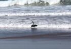 オーストラリアの波打ち際で、黒鳥が波乗り？目撃した人もびっくり！