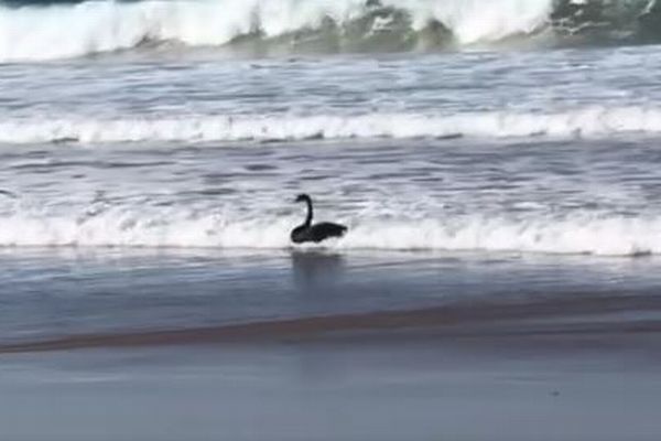 オーストラリアの波打ち際で、黒鳥が波乗り？目撃した人もびっくり！