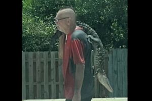 ワニを背中に担いだ男性、歩いていく姿がワイルドすぎる！