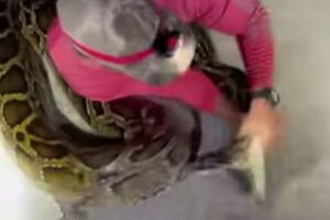 巨大なニシキヘビを男性が素手で捕獲、長さはなんと5.8メートル！