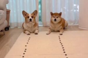 並べられた食べ物、コーギーと柴犬どっちが早く食べる？