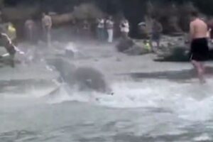 巨大なアシカが吠えながら突進、そばにいた観光客もびっくり【動画】