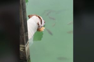 パンをエサにしてパクリ！魚を捕まえようとするワンコが賢い！