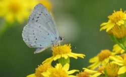 異常気象の影響を調べるため科学者が、市民に蝶を数えるよう求める【イギリス】
