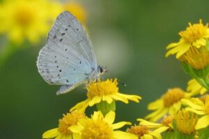 異常気象の影響を調べるため科学者が、市民に蝶を数えるよう求める【イギリス】