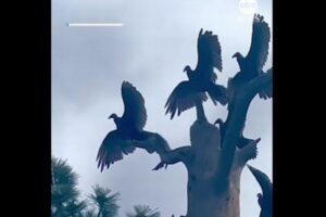 複数のハゲワシが羽を広げて、奇妙なポーズ【アメリカ】