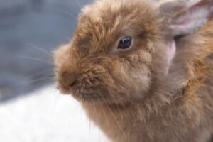 フロリダ州の町で数多くのウサギが繁殖、女性が保護活動に取り組む