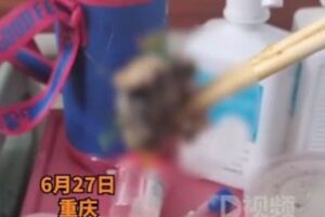 中国の病院で、料理の中からネズミの頭を発見、今月で2件目