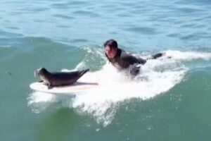 かわいいアザラシの赤ちゃん、サーフボードの上で波乗りを楽しむ【動画】